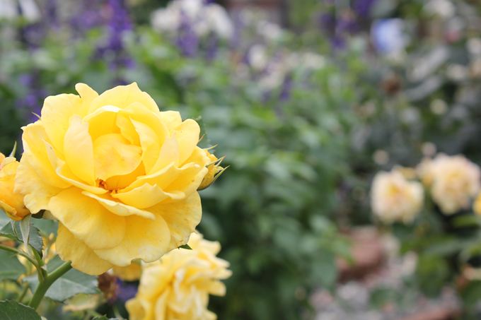 東雲薔薇回廊の黄色い薔薇