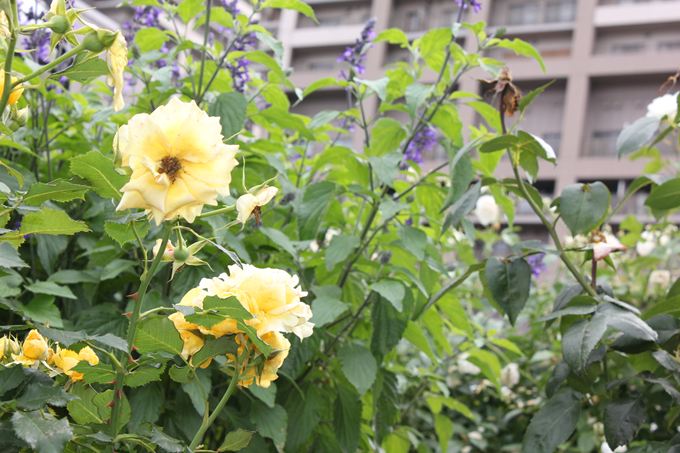 東雲薔薇回廊