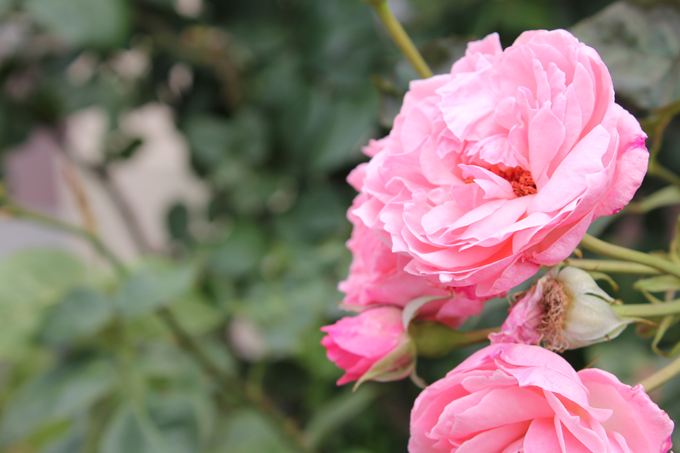 東雲薔薇回廊のピンクの薔薇