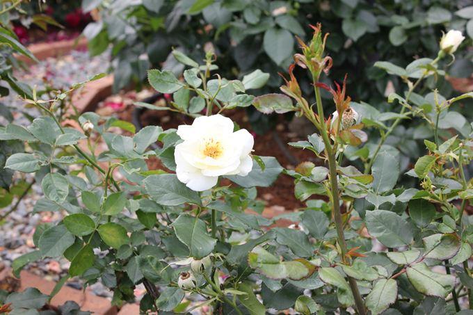 東雲薔薇回廊の白いバラ