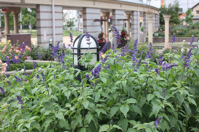 東雲公園の薔薇